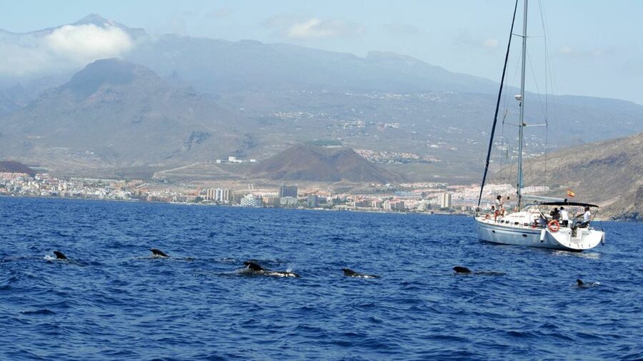 From Los Gigantes: Whale Watching Sailboat Cruise - A small sailboat, not a crowded whale-watching platform