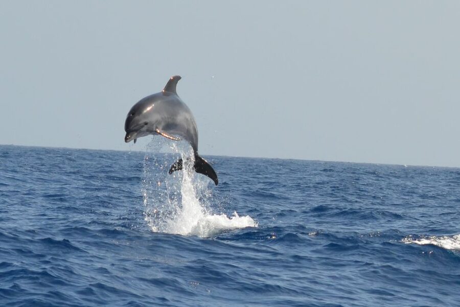 From Los Gigantes: Whale Watching Sailboat Cruise - A 15-minute swim beside Los Gigantes