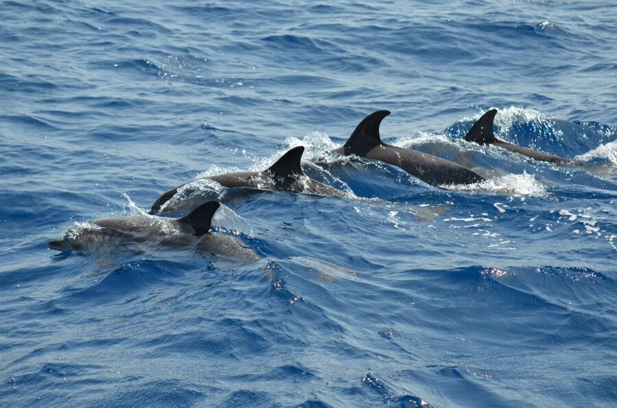 From Los Gigantes: Whale Watching Sailboat Cruise - The seasickness question