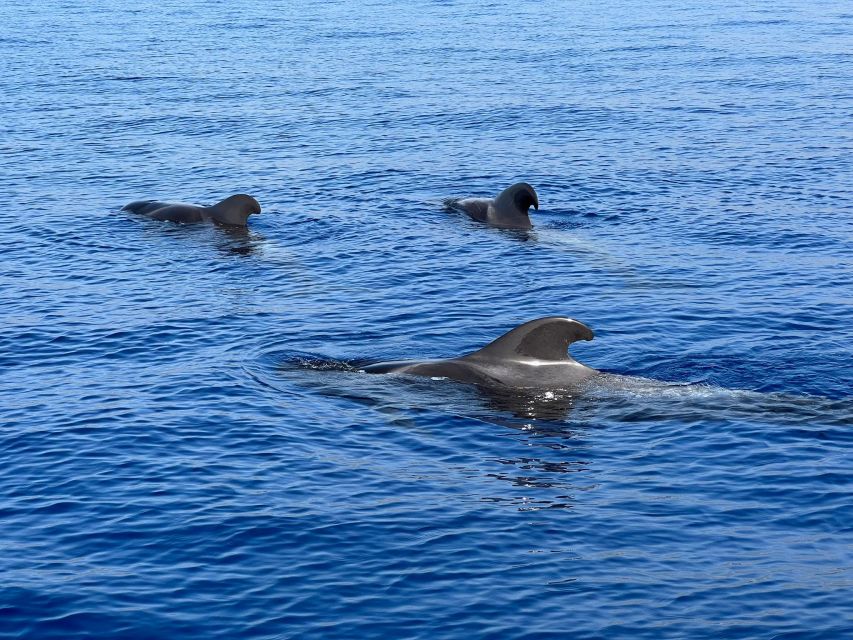 From Playa San Juan: Whale Watching, Gigantes, and Masca Bay - Watching pilot whales and dolphins from a small boat