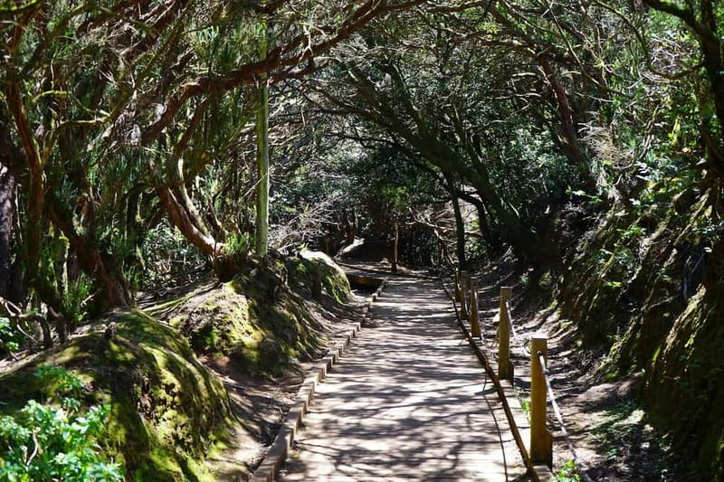 From Puerto de La Cruz: VIP Tour Around Anaga and La Laguna - Key points to know before booking