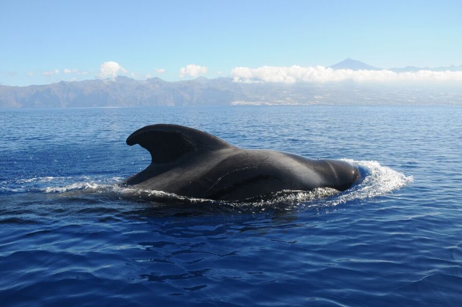 From San Juan beach : Marine Life Cruise - Key points to know before booking