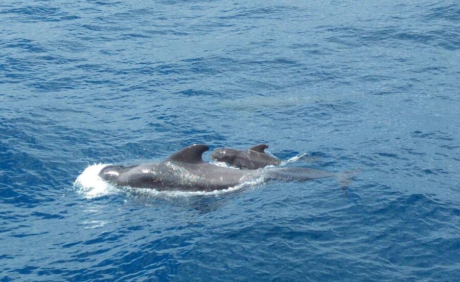From San Juan beach : Marine Life Cruise - Learning from the captain between sightings