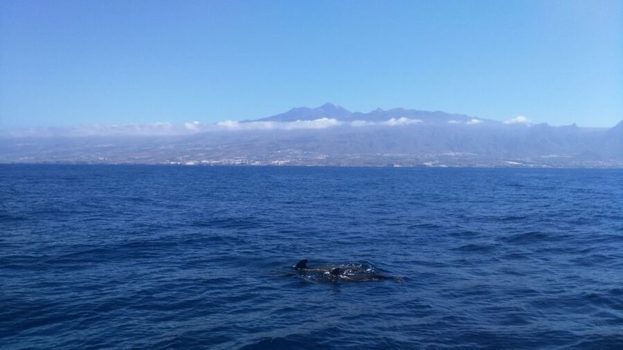 From San Juan beach : Marine Life Cruise - Who will get the most from this cruise