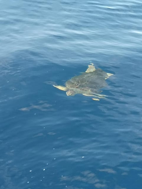 From San Juan beach : Marine Life Cruise - Booking, cancellations, and practical preparation