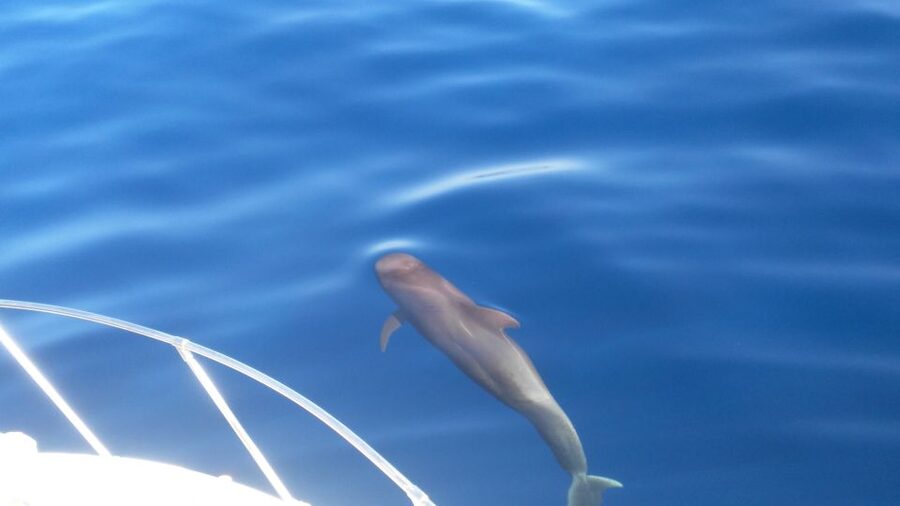 From San Juan beach : Marine Life Cruise - Watching pilot whales and dolphins at sea