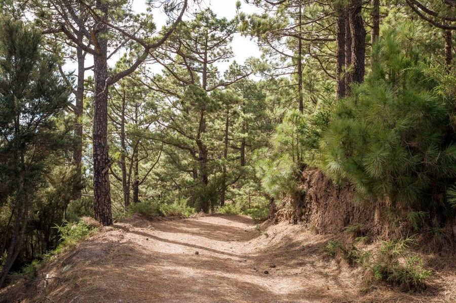 From Santa Cruz: Teide Volcano, Icod, & Garachico Tour - La Laguna, the old capital and second UNESCO stop
