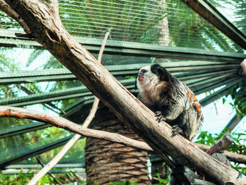 From South Tenerife: Loro Park Zoo Ticket & Hotel Transfers - Planet Penguin and the Antarctic display