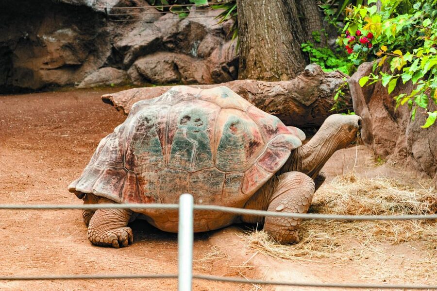 From South Tenerife: Loro Park Zoo Ticket & Hotel Transfers - Katandra TreeTops and the bird areas