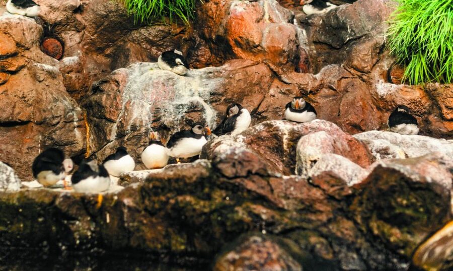 From South Tenerife: Loro Park Zoo Ticket & Hotel Transfers - Lunch, drinks, and the best way to manage food