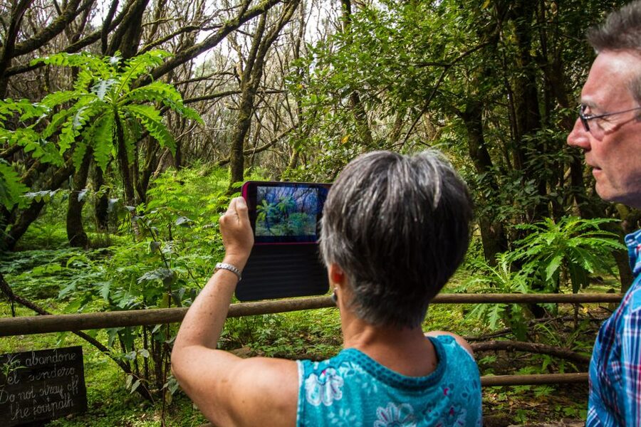 From South Tenerife: VIP Gomera Tour - Garajonay National Park and the mountain interior