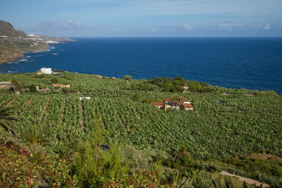 From South Tenerife: VIP Grand Tour Tenerife island - Entering Teide National Park