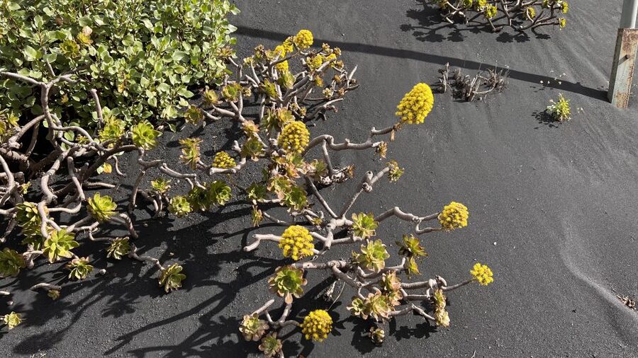 From Tenerife: Day Trip to La Palma Volcanic Landscapes - Tajuya viewpoint and the newest volcano