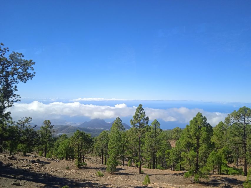 From Tenerife: Teide National Park Guided Day Trip by Bus - Pine forests, rare plants, and mountain wildlife