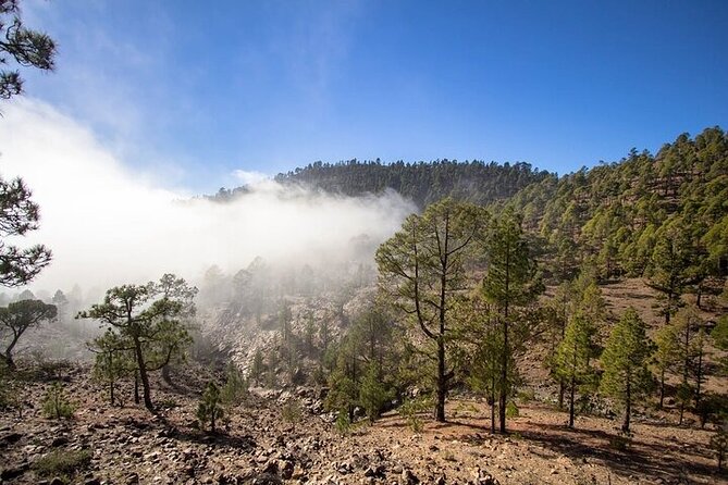 Full Day Small Group Tour to Masca and Teide From North Tenerife - Pine forest and the climb to Teide National Park