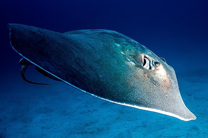 Guided Boat Dives for Certified Divers - Key points to know before booking