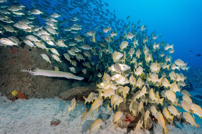 Guided Boat Dives for Certified Divers - Who will get the most from this outing