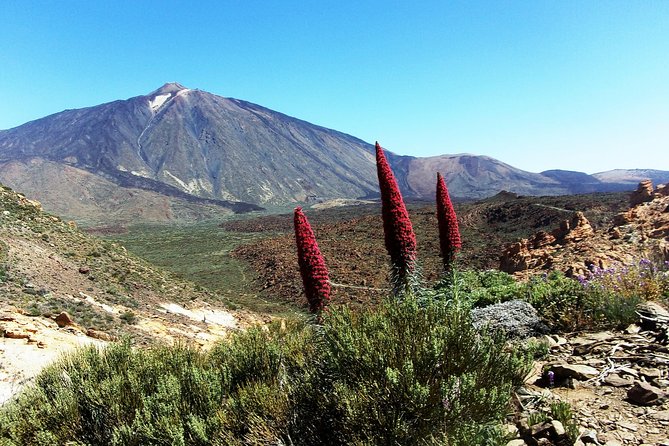 Guided Hike - The Tajinaste Trail - Why the Tajinaste makes this hike special
