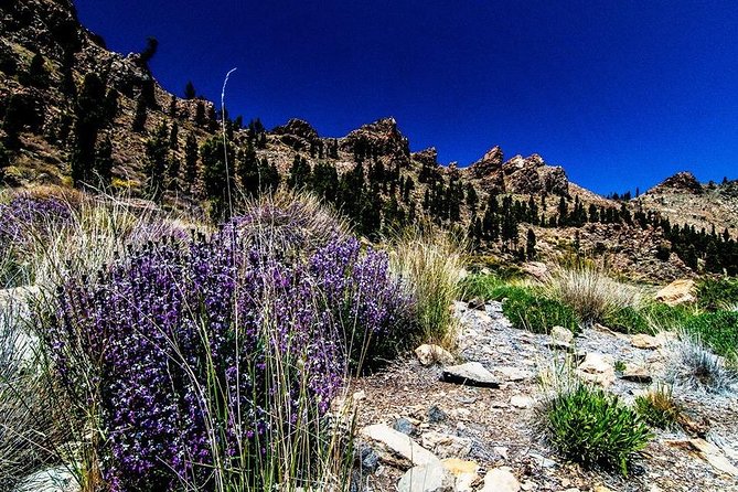 Guided Hike - The Tajinaste Trail - Is the $87 price good value?