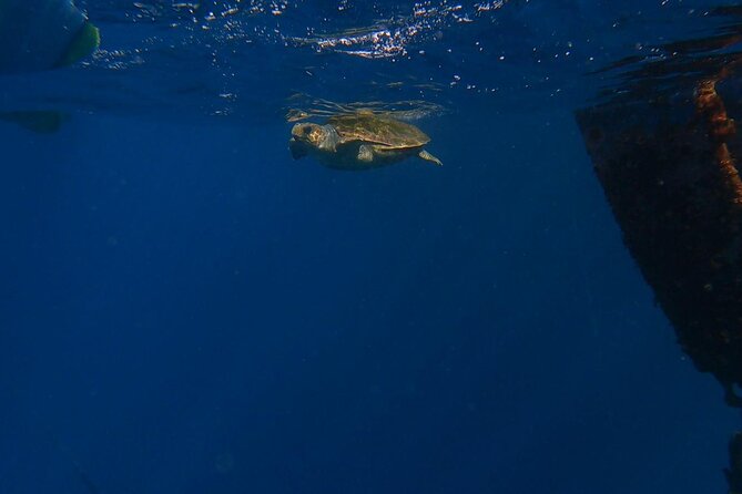 Guided Kayak Tour From Los Cristianos Beach Tenerife - Paddling toward the fish farm