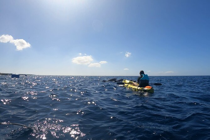 Guided Kayak Tour From Los Cristianos Beach Tenerife - Cueva del Palma and Guaza mountain