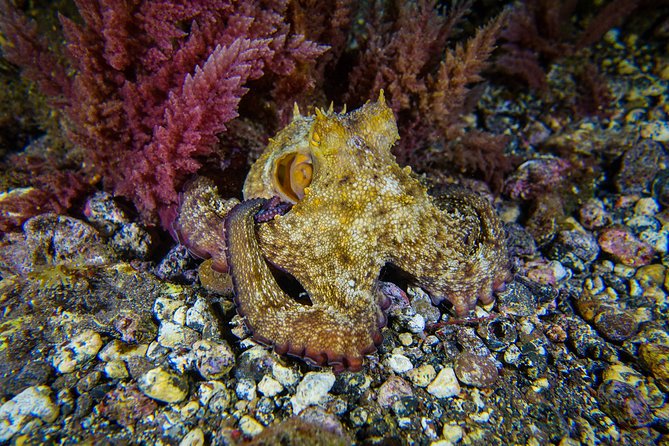 guided Scuba Diving on Tenerife (for certified divers) - Starting at Scubanana in Radazul