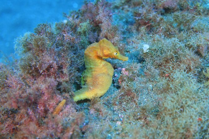 guided Scuba Diving on Tenerife (for certified divers) - What the six-hour schedule means for you