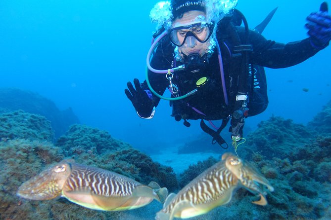 guided Scuba Diving on Tenerife (for certified divers) - What the $180.20 price includes