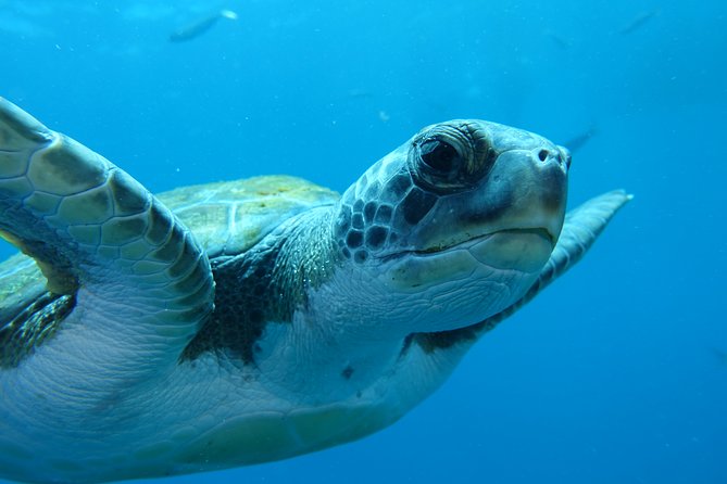 guided Scuba Diving on Tenerife (for certified divers) - Fitness, flights, and practical safety details
