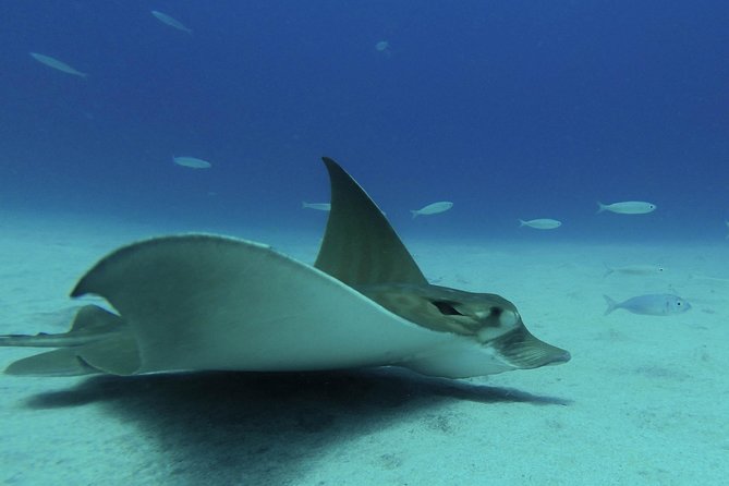 guided Scuba Diving on Tenerife (for certified divers) - Why the small group and instructor matter