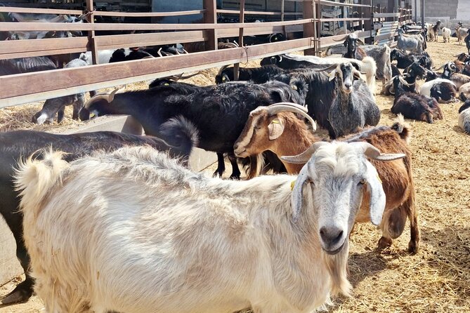 Guided Tour Montesdeoca Cheese Factory - Cheese and Wine Tasting - Who will enjoy this farm visit most?