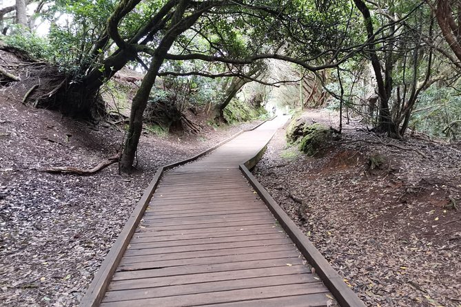 Half Day Tour Discovering Anaga Tenerife - A gentle sensory walk on the old royal road