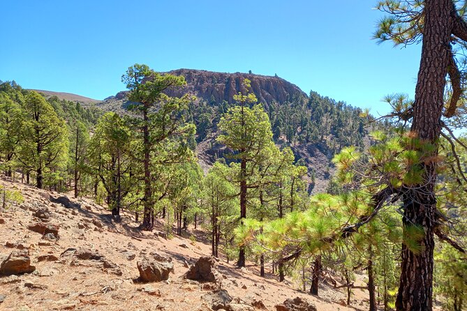 Hiking in Tenerife's Great Outdoors - Hotel pickup from Tenerife’s southern resorts
