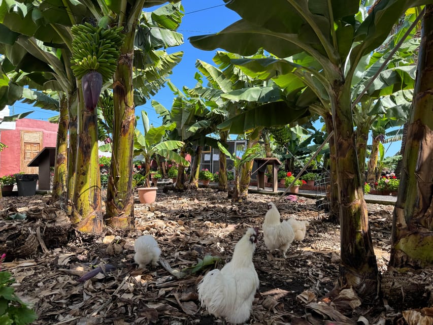 Icod de los Vinos: Casa del Plátano Entry Ticket - Why a banana deserves its own attraction in Tenerife