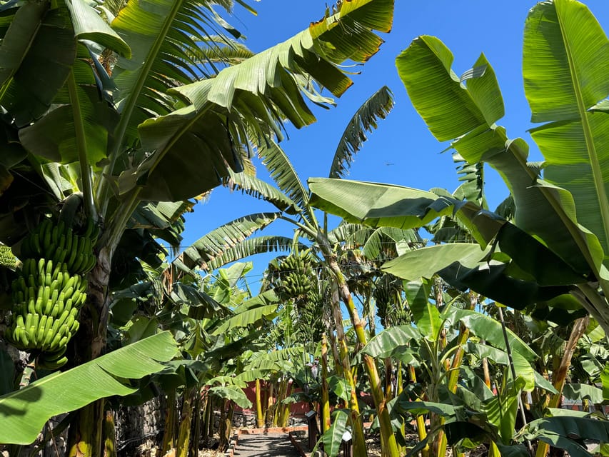 Icod de los Vinos: Casa del Plátano Entry Ticket - Seeing bananas at different stages of growth