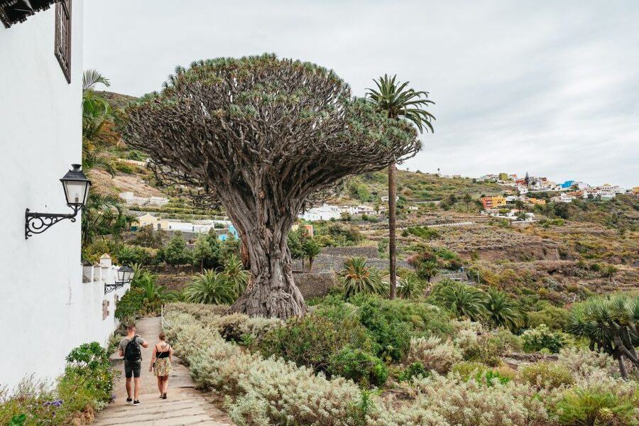 Icod de los Vinos: Dragon Tree & Botanical Garden Ticket - Key points to know before you go