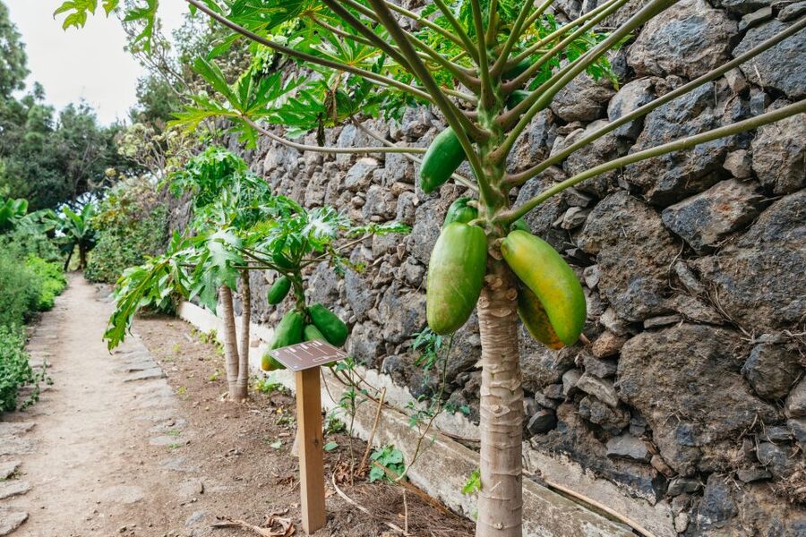 Icod de los Vinos: Dragon Tree & Botanical Garden Ticket - Seeing Icod de los Vinos’ Millennial Dragon Tree