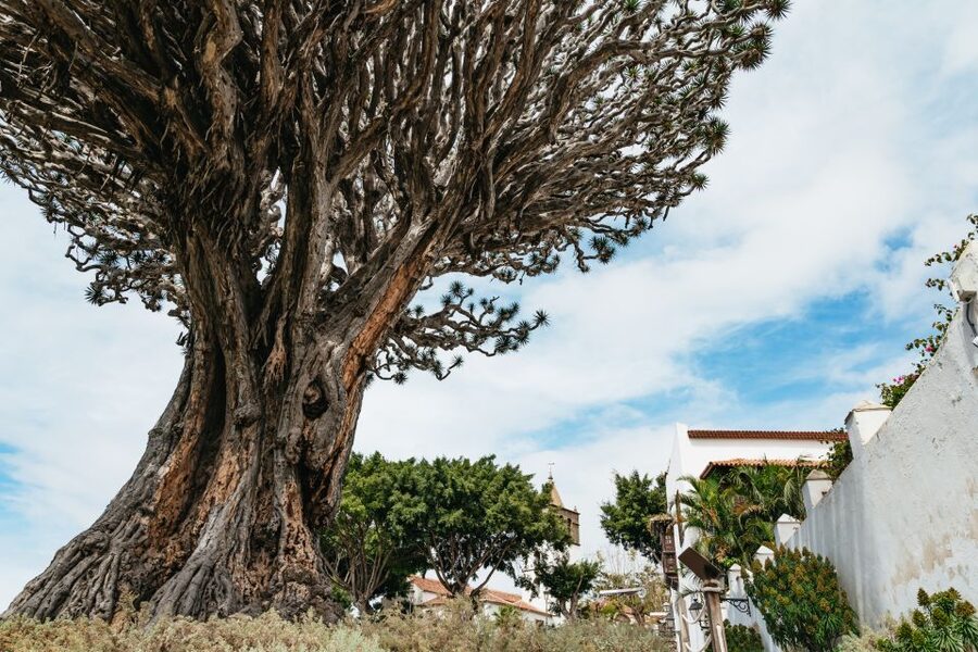 Icod de los Vinos: Dragon Tree & Botanical Garden Ticket - Laurel forests, orchard, and local customs