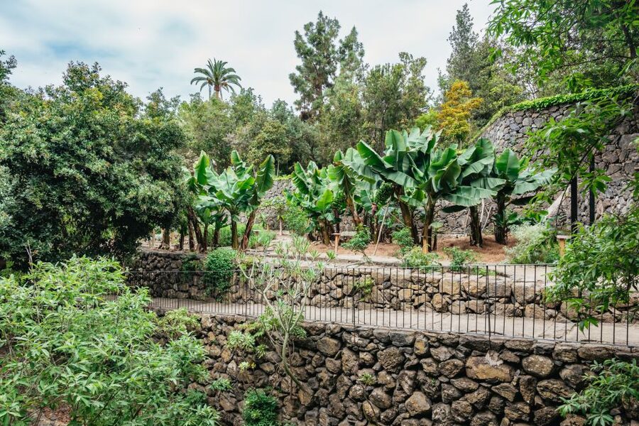 Icod de los Vinos: Dragon Tree & Botanical Garden Ticket - Timing, entry, and what to bring