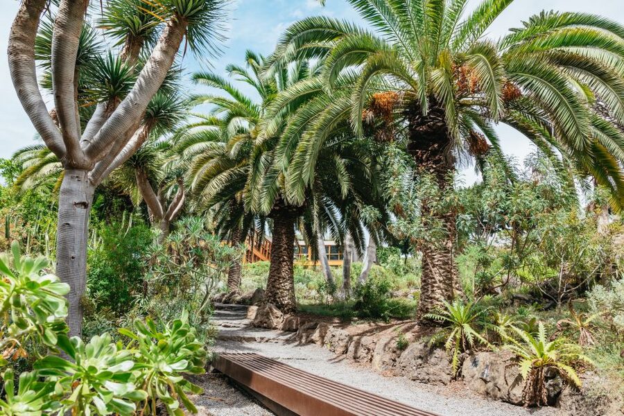 Icod de los Vinos: Dragon Tree & Botanical Garden Ticket - Who will enjoy this park most?