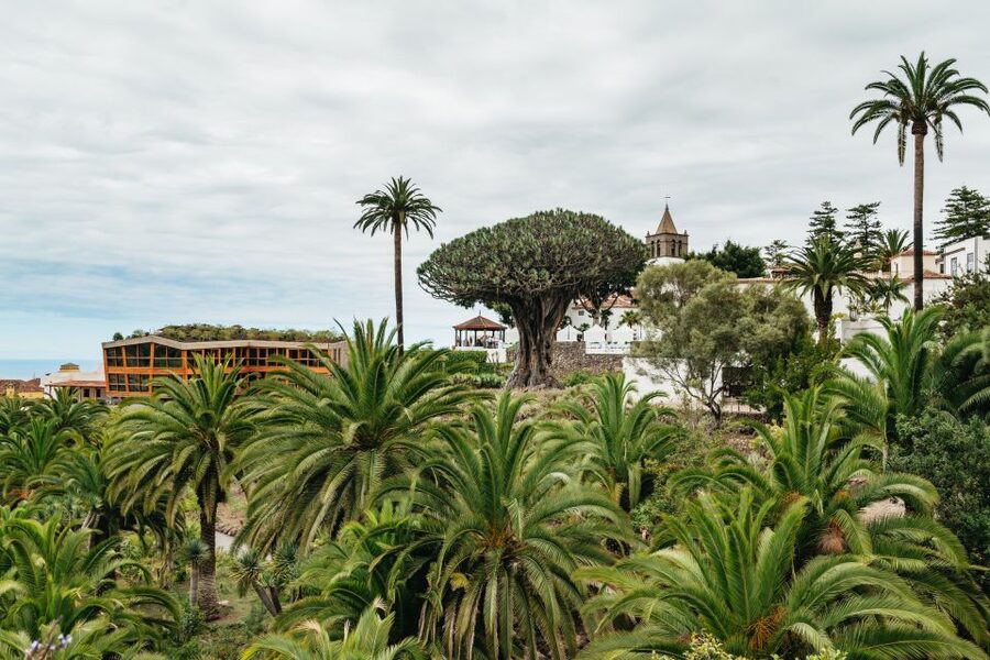 Icod de los Vinos: Dragon Tree & Botanical Garden Ticket - Should you book the Dragon Tree and Botanical Garden?