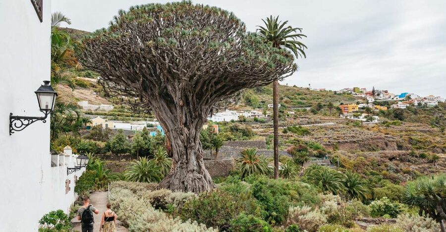 Icod de los Vinos: Dragon Tree & Botanical Garden Ticket - Walking through the 3-hectare botanical garden