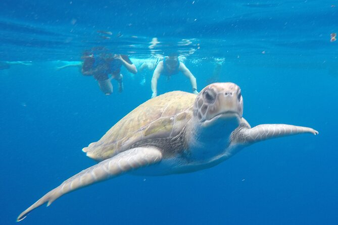 Kayak Route along the Volcanic Coast in Tenerife South with Snorkeling - Key points to know before you book