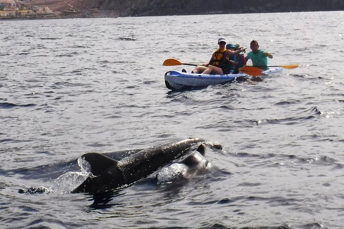 Kayak Route along the Volcanic Coast in Tenerife South with Snorkeling - Looking for dolphins and turtles