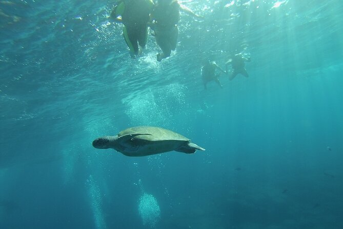 Kayak Route along the Volcanic Coast in Tenerife South with Snorkeling - Snorkeling near the volcanic shore