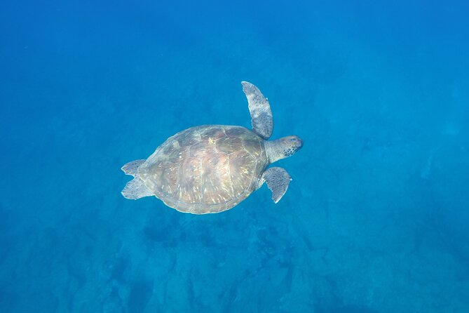 Kayak Route along the Volcanic Coast in Tenerife South with Snorkeling - Guides, safety, and group management