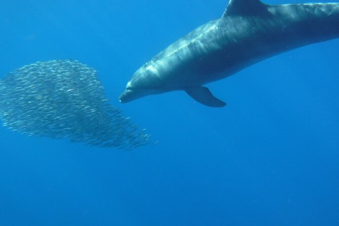 Kayak Route along the Volcanic Coast in Tenerife South with Snorkeling - Who will enjoy this most?