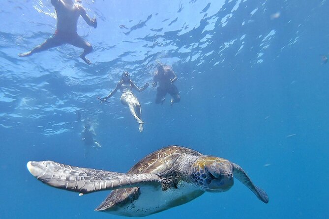 Kayak Safari with Dolphin and Turtle Watching in Guaza - The Coastline You Reach by Kayak