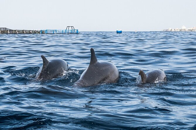 Kayak Safari with Dolphin and Turtle Watching in Guaza - Watching Dolphins in the Wild