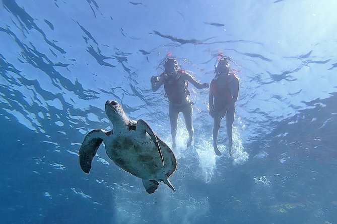 Kayak with Dolphin & Turtle Watching Private Tour - Watching for dolphins, turtles, and birds